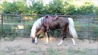 Golden Bronze Palomino Tennessee Walking Horse Stallion [upl. by Adnuhsed]