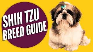 Shih Tzu Dog Breed The Complete Guide [upl. by Clementis]