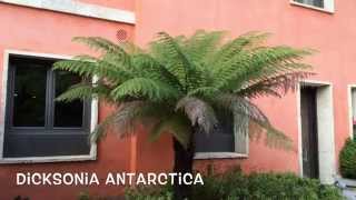 Dicksonia antarctica Garden Center online Costa Brava  Girona [upl. by Weinrich914]