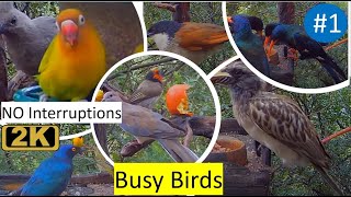 1 Video for Cats to Watch  Busy Birds  No Interruptions CatTV [upl. by Ykcaj]