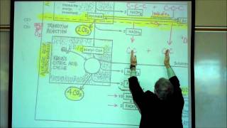 PHYSIOLOGY CELLULAR RESPIRATION PART 1 by Professor Fink [upl. by Navets907]