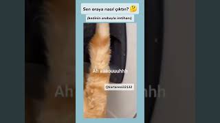 kedi türkçe konușuyor oynat bakalım keşfet keşfetbeniöneçıkar viralshort fypシ゚viral kartanesi [upl. by Omolhs67]