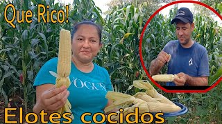 Disfrutando de unos Elotes cocidos en la Milpa que Bendición [upl. by Anazraf]