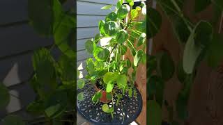 How To Water A Plant  Pilea Peperomioides Getting Soaked shorts [upl. by Jansen]