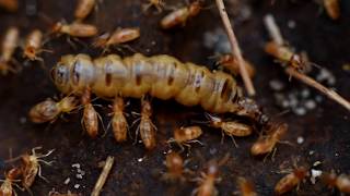 MASSIVE TERMITE QUEEN [upl. by Lebasi]