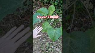 सबसे खतरनाक पौधा l Gympie Gympie l The amazing plant l trending viralvideo learnwithme [upl. by Onitnelav469]