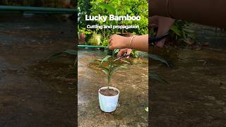 Lucky Bamboo Propagation Easy Cutting Tips for Beginners 💚 [upl. by Wye]