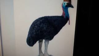 Cassowary Sound Effects [upl. by Runkle180]