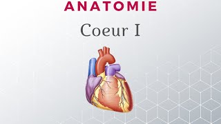 Anatomie du Cœur  Configuration Externe [upl. by Gnik975]