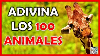 Adivina los quot100 ANIMALESquot TestTrivialQuiz [upl. by Collin]