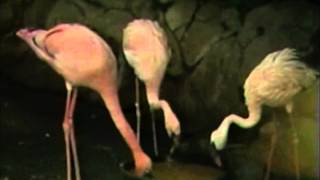 Ethology Practice Videos Flamingos Instantaneous Sampling [upl. by Aneerahs81]