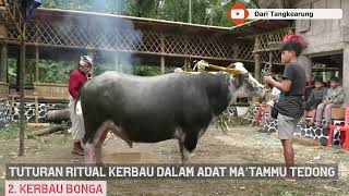 SAMPARAN TEDONG  Tuturan ritual kerbau pada acara adat Matammu Tedong rambu solo [upl. by Osgood]