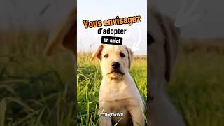 Vous envisagez d’adopter un chiot  🥰 educateurcanin chien [upl. by Nanyk444]