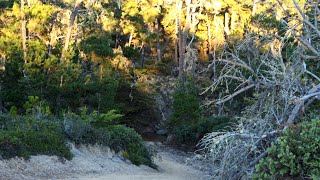 The Sound of Pacific Tree Frogs [upl. by Noble779]