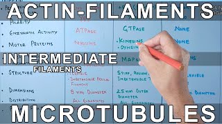 Microfilaments vs Microtubules vs Intermediate Filaments [upl. by Jaddan891]