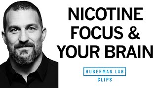 How Nicotine Impacts Your Brain amp Enhances Focus  Dr Andrew Huberman [upl. by Yniffit]