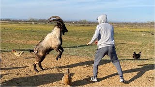 Zabit Grapples An Angry Goat 🐐 🔥 [upl. by Nwadal772]