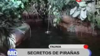 Conoce las Pirañas de FAUNIA [upl. by Ecnaiva]