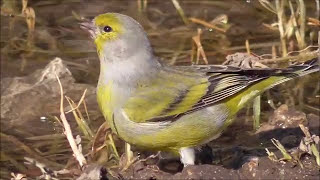 Verderón serrano Carduelis citrinella Citril Finch [upl. by Prader]