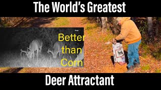 The World’s Greatest Deer Attractant Better than Corn [upl. by Lindemann913]