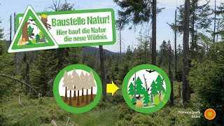 Baustelle Natur im Nationalpark Harz [upl. by Ardnuahc177]