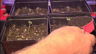 HOW TO FIX YOUR STRETCHING SEEDLINGS [upl. by Demeyer989]