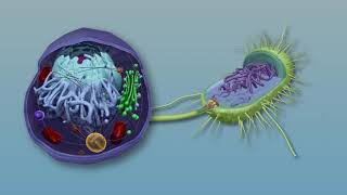 Visible Biology Bites  Prokaryotic vs Eukaryotic Cells [upl. by Jenesia278]