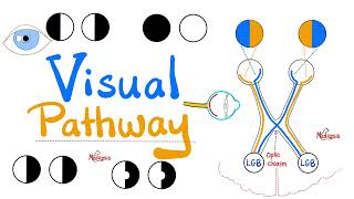 Visual Pathway amp its defects  Optic nerve  Optic Chiasm  Optic tract  Lateral Geniculate Body [upl. by Peterec]