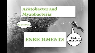 Part 16 Enrichments for Azotobacter and Myxobacteria [upl. by Aik]