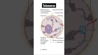 Telomeres Your Biological Clock Is Ticking [upl. by Anuat]