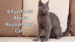 6 Purrfect Facts About Russian Blue Cats [upl. by Theressa458]