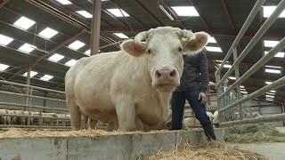 quotIdéalequot Charolais cow muse of Paris Agriculture Show  AFP [upl. by Maggs]