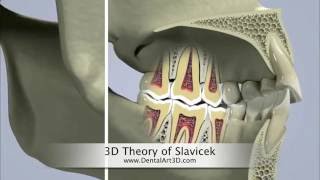 DentalArt3D 3D Theory of Slavicek [upl. by Aneele]