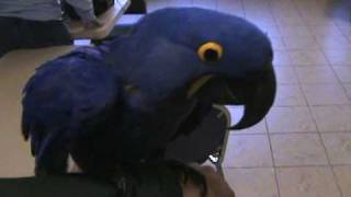 playful hyacinth macaw [upl. by Thurmond]