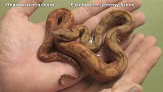 Central American Boa Constrictors [upl. by Yesac]