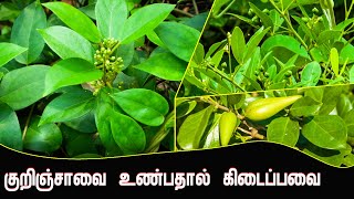 குறிஞ்சாவை உண்பதால் கிடைப்பவை  Gymnema sylvestre  Arokiyamaka Vala  IBC [upl. by Quent790]