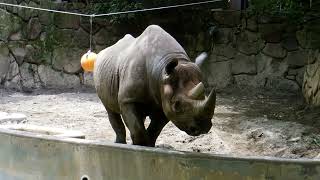 Ueno Zoological Gardens  Diceros bicornis michaeli ≪ Hooked  lipped rhinoseros ≫  ヒガシクロサイ [upl. by Gayner]