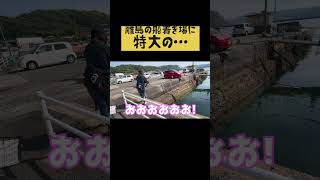 離島のフェリー乗り場で凄い魚みつけた 離島生活自給自足食育 [upl. by Eilyah]