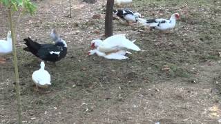 Muscovy Duck Cairina moschata ΔΗΜΟΤΙΚΟΣ ΚΗΠΟΣ ΧΑΝΙΩΝ [upl. by Eyoj]