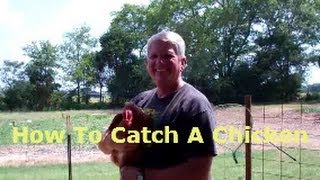 HOW TO CATCH A CHICKEN Without Running Around Like An Idiot [upl. by Sahpec]