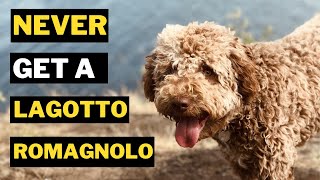 5 Reasons Why You Should Never Get a Lagotto Romagnolo Dog [upl. by Annaihs]