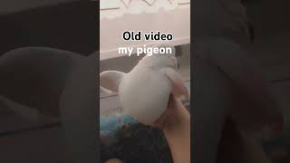 wapas toh aaja yaar 😭😭😭 shine se lagaja yaar  kabootar pigeon video shortsa [upl. by Coonan975]