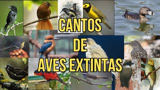 Escucha los Cantos de 14 Aves Extintas [upl. by Nomahs]