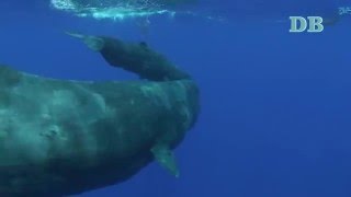 Un bébé cachalot  sperm whale [upl. by Sirtimed]