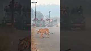 Jim Corbett tiger junglesfari youtubeshorts shorts ytshorts [upl. by Constantin]