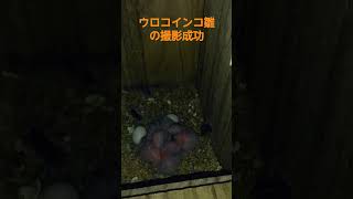 第2ラウンド ウロコインコ雛の撮影に成功いたしました。 2024年4月18日 [upl. by Jara]