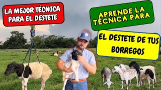 ♦️DESTETE EN CORDEROS🐑✔️🐏 Ovinos borregos ovejas [upl. by Walley]