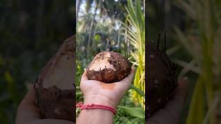 Karthikamasam lo kandha Baga thintam menu🥰explore jyothi utubeshorts garden karthikamasam [upl. by Nonna]