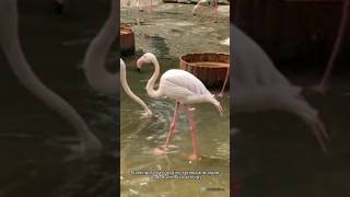 Why Flamingos Are Pink and Other Incredible Facts You Didnt Know [upl. by Namijneb937]