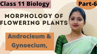 Morphology of Flowering Plants  Androecium  Gynoecium  Part6 [upl. by Ellehcim]